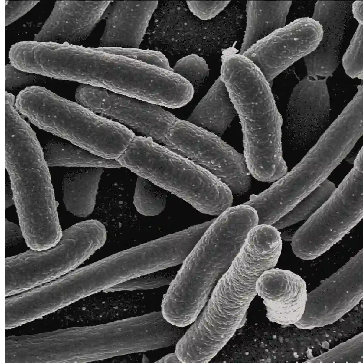 14-beneficial-bacterial-strains